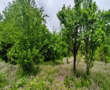 ismayillida torpaq alqi satqisi İsmayıllı ş.