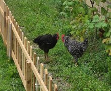 Kirayə (günlük) Həyət evi/villa Qusar ş.