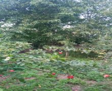 ismayillida torpaq alqi satqisi İsmayıllı ş.