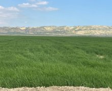 Satılır Torpaq Hacıqabul ş.