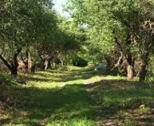 Satılır Torpaq Quba ş. Satılır Torpaq Quba ş.