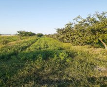 xacmazda torpaq alqi satqisi Xaçmaz ş.