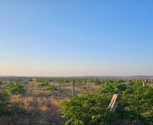 novxanida torpaq satilir Novxanı, Abşeron r.