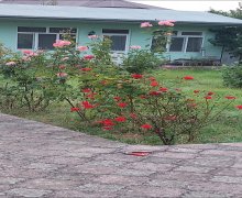 qubada günlük gunluk kiraye evler/villa Quba ş.