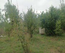 ismayillida torpaq alqi satqisi İsmayıllı ş.