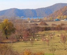 Satılır Torpaq Qəbələ ş.