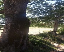 qebelede torpaq alqi satqisi Qəbələ ş.