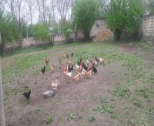 Satılır Torpaq Qəbələ ş.