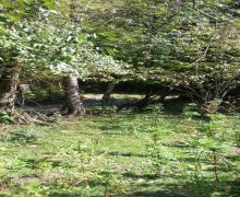 qebelede torpaq alqi satqisi Qəbələ ş.