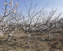qurd deresi torpaq alqi satqisi Sumqayıt ş.