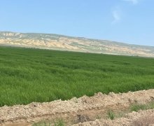 Satılır Torpaq Xaçmaz ş.