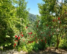 lerik günlük istirahet merkezleri Lerik ş.