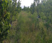 xacmazda torpaq alqi satqisi Xaçmaz ş.