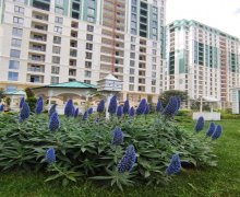 Kirayə (aylıq) Yeni Tikili Nəriman Nərimanov m., Nərimanov r.