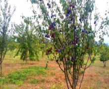 xacmazda torpaq alqi satqisi Xaçmaz ş.