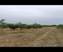 xacmazda torpaq alqi satqisi Xaçmaz ş.