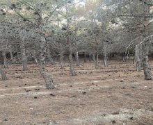 elanlari alqi satqisi elanlari Xalqlar dostluğu m., Nizami r.