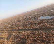 Satılır Torpaq Pereküşkül, Abşeron r.