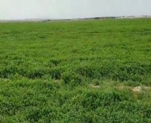 mastagada torpaq alqi satqisi Maştağa qəs., Sabunçu r.