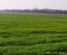 xacmazda torpaq alqi satqisi Xaçmaz ş.