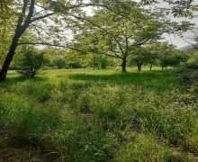 Satılır Torpaq Qəbələ ş.