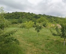 Kirayə (günlük) Həyət evi/villa Quba ş.