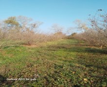 Продажа Участок Хачмаз г.