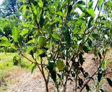 xacmazda torpaq alqi satqisi Xaçmaz ş.