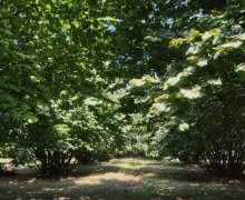 Satılır Torpaq Qəbələ ş.