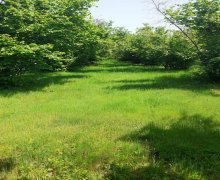 Satılır Torpaq Qəbələ ş.