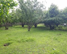 Satılır Torpaq Qəbələ ş.