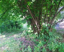 qebelede torpaq alqi satqisi Qəbələ ş.