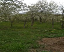 qubada torpaq satilir Quba ş.