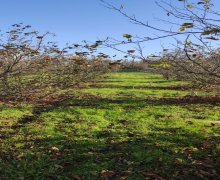 xacmazda torpaq alqi satqisi Xaçmaz ş.