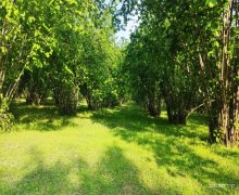 Satılır Torpaq Qəbələ ş.