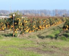 elanlari alqi satqisi elanlari Lənkəran ş.