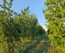 Satılır Torpaq Qusar ş.