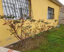 Satılır Həyət evi/villa Saray, Abşeron r.