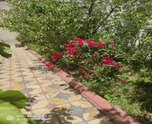 Kirayə (günlük) Bağ evi Yasamal r.