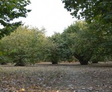 Satılır Torpaq Oğuz ş.