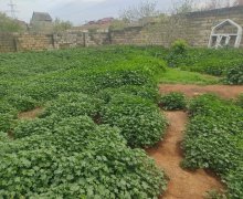 novxanida torpaq satilir Novxanı, Abşeron r.