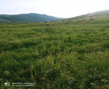 elanlari alqi satqisi elanlari Ağsu ş.