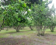 xacmazda torpaq alqi satqisi Xaçmaz ş.