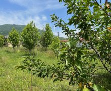 ismayillida torpaq alqi satqisi İsmayıllı ş.