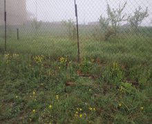 elanlari alqi satqisi elanlari Şamaxı ş.