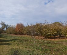 xacmazda torpaq alqi satqisi Xaçmaz ş.