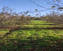 xacmazda torpaq alqi satqisi Xaçmaz ş.