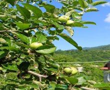 Satılır Torpaq Qəbələ ş.