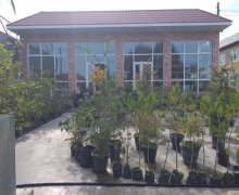 masalli istirahet merkezleri Masallı ş.