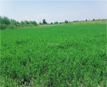 Продажа Участок Гойчай г.